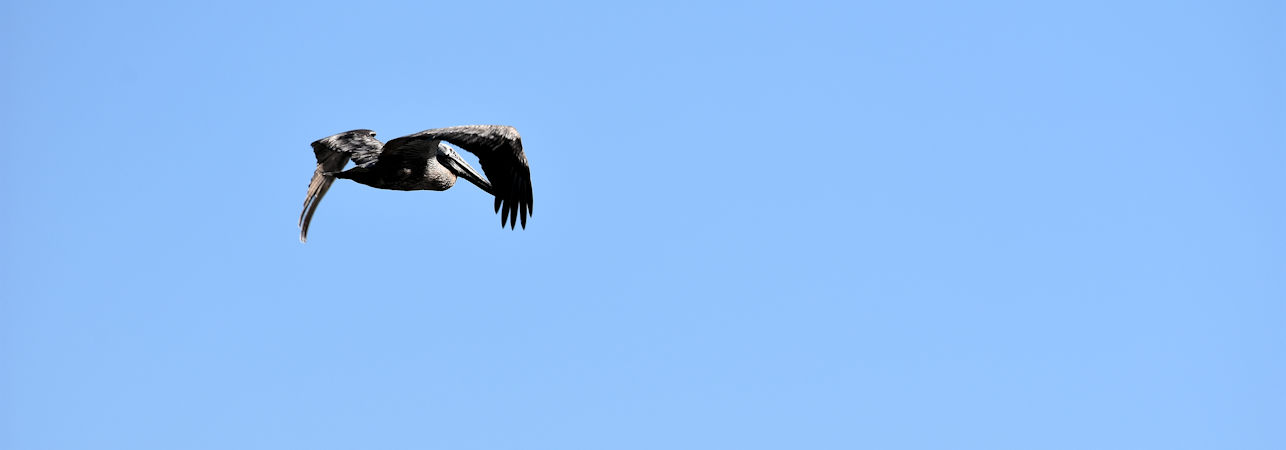 Costa Rica Pelican